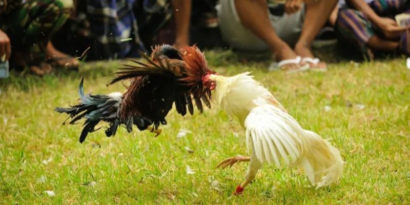 Chiến kê tham dự thành tích, danh tiếng ấn tượng